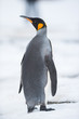 King penguin, South Georgia, Antarctica