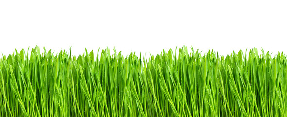 Canvas Print - fresh green grass isolated on white