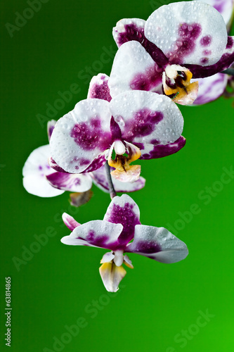 Plakat na papierze fotorealistycznym Orchidea na zielonym tle
