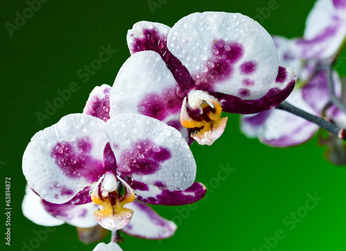 Plakat na papierze fotorealistycznym Orchidea na zielonym tle