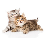 Fototapeta Koty - two british kittens looking up. isolated on white background