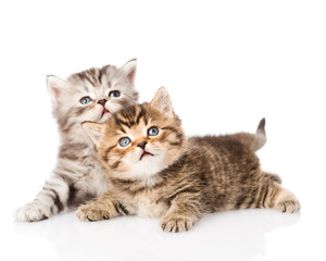 Poster - two british kittens looking up. isolated on white background