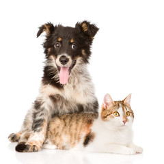 dog hugging cat. isolated on white background