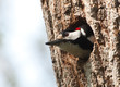 © alex_bor - Дятел большой пестрый, Great spotted woodpecker