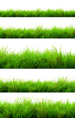 Wall Mural - green grass summer isolated on white background