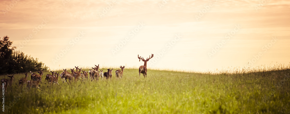 Obraz na płótnie Herd of fallow deer running on forest glade w salonie
