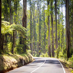 Wall Mural - Forest Road