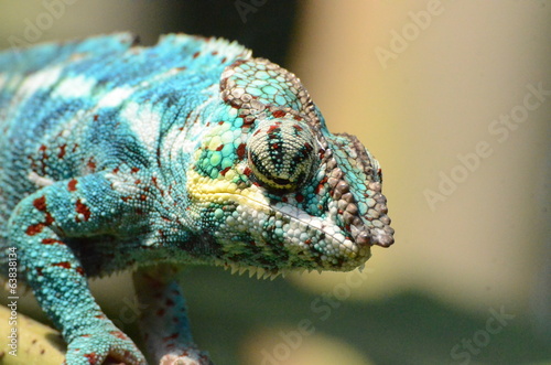 Naklejka samoprzylepna Kameleon