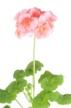 Blossoming Pink Geranium On A White Background