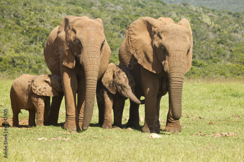 Naklejka samoprzylepna Słonie i młode