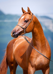 Fotoroleta pejzaż zwierzę lato koń