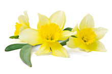 Yellow Daffodil Isolated On A White Background