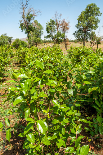 Shrubs with leaves of khat Tableau sur Toile