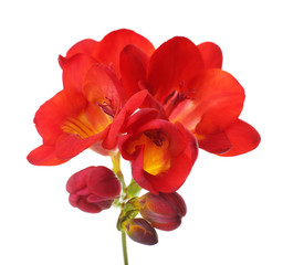 Poster - Delicate freesia flower isolated on white