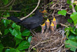 Blackbird nest male feeding chicks