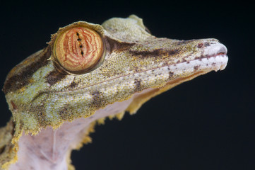 Wall Mural - Lizard portrait / Uroplatus fimbriatus