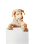 Labrador Puppy And White Box