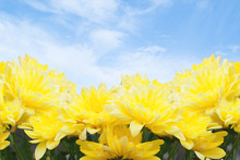 Beautiful Yellow Flowers On Blue Sky Background