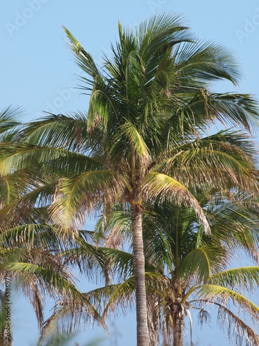Board z aluminiowym obramowaniem Pb palm trees-2