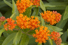 Butterfly Weed Flower