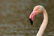Portrait of a greater flamingo in Camargue