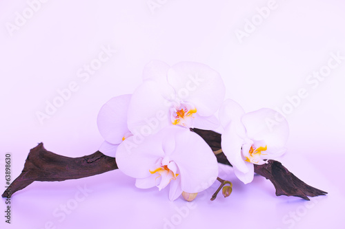Plakat na papierze fotorealistycznym Kwiat orchidei w fioletowych fioletowych kolorach