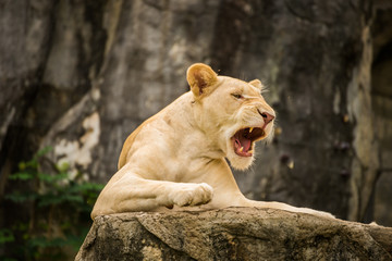 white lion on cliff.