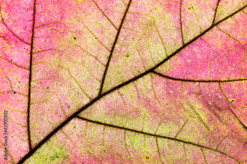 Plakat na zamówienie Autumn leaf texture