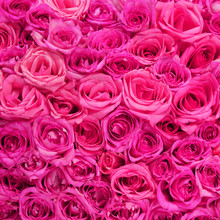Roses. Pink Flowers Background