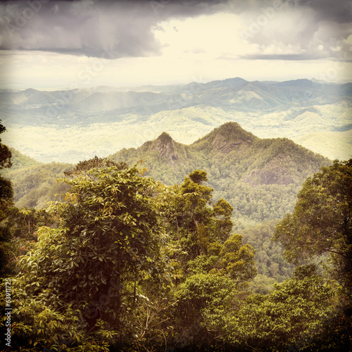 Obraz na płótnie canvas Queensland rainforest