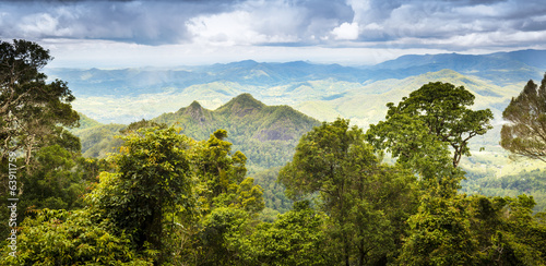 Obraz na płótnie canvas czteroczęściowy "tetraptyk" Queensland rainforest
