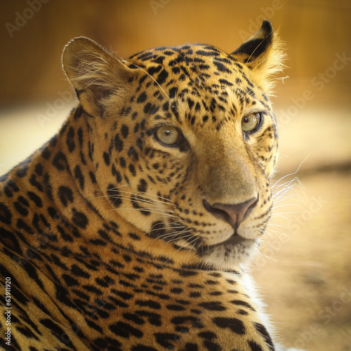 Plakat na papierze fotorealistycznym Bliska twarz zwierzęcia jaguar