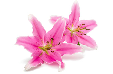 Poster - pink lily isolated