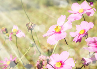 Wall Mural - beautiful flowers field