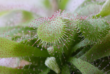 Sundew, Drosera With Catched Insect