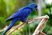 Blue Macaw Parrot On A Branch