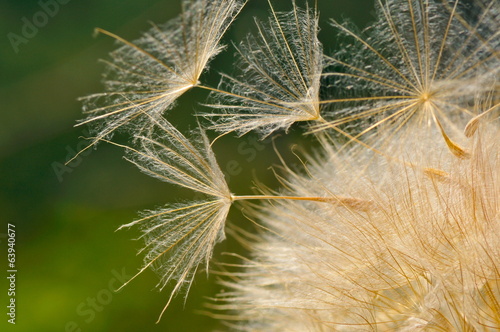 Fototapeta na wymiar dandelion on field in spring