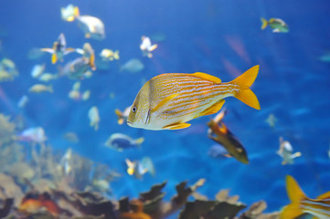 Wall Mural - underwater image of tropical fish