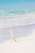 Cute sea star on seashore