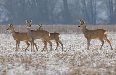 Wall Mural - Roe deer