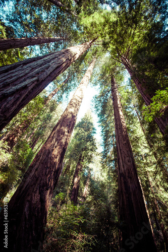 Fotoboard na płycie Park narodowy redwood w kalifornii, usa