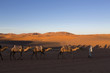 Camel caravan on the Sahara desert in profile against a bright b