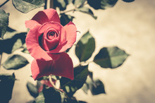 Red Rose With Vintage Filter Effect