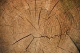 Fototapeta Las - texture of tree