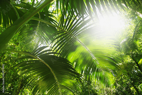 urok-tropikalny-mokry-las-podzwrotnikowy-paproc-palmy