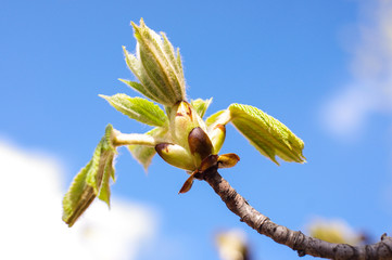 Spring bud