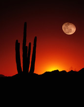 Vertical Desert Saguaro Cactus Full Moon Sunset American SW