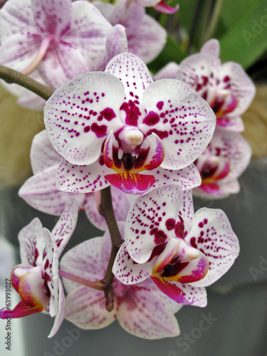 Naklejka - mata magnetyczna na lodówkę Orchid