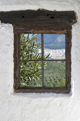 Wall Mural - olive grove in Rute behind the old wooden window in the wall