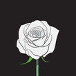 White rose vector